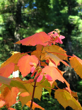 Branch of autumn maple leaves with seeds
