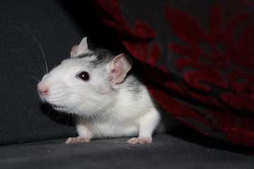 Rat
