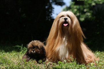 maman lhassa apso et son bébé © CallallooFred