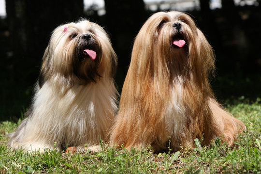 deux lhassa apso sagement assis
