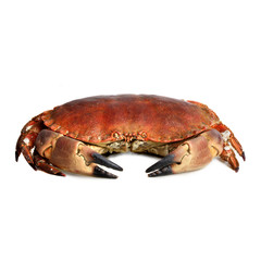 crab shot on a white backdrop