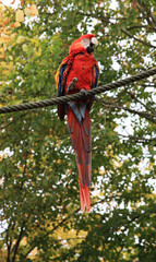 ara rouge © joël BEHR