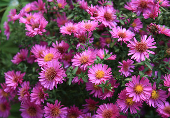 Fototapeta premium fleurs d'automne