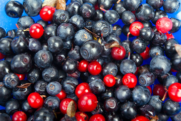 sweet bilberries  close-up.timber berries