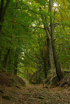 Hirschgrundweg - hiking track Hirschgrundweg 01