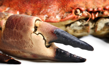 crab shot on a white backdrop