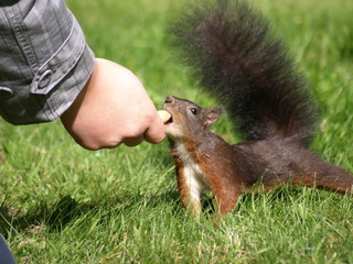 Eichhörnchen frisst aus der Hand © André Ehrhardt