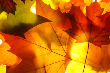 blätter herbst 02