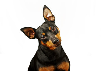 Zwergpinscher Shiloh 2