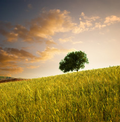 solitary tree in wheat field at sunset