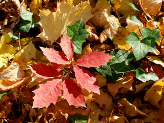 Autumn leaves