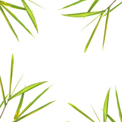Fototapeta premium Bamboo Leaf Border