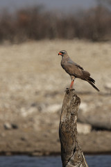 Junger Graubürzel-Singhabicht (Melierax metabates)