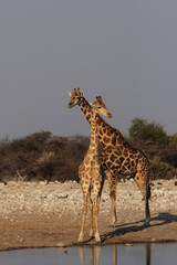 Zwei Giraffen im Etosha-Nationalpark, Namibia