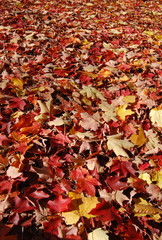 autumn leaves vertical