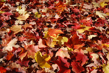 blanket of maple leaves