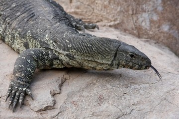 Komodo Dragon lizard with forked tongue showing