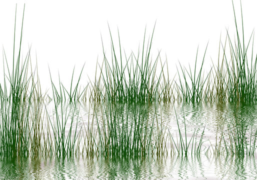 Grass elements reflected in water on a white background