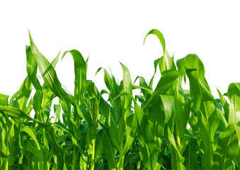 Corn field isolated on white background