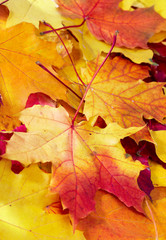 fallen maple multi-coloured leaves...