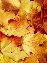 fallen maple multi-coloured leaves...