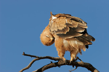 Tawny eagle (Aquila rapax), Kalahari desert, South Africa