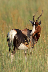 Bontebok antelope (Damaliscus pygargus dorcas), South Africa