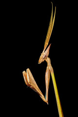 Cone-headed mantid on black, southern Africa