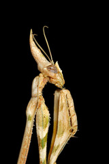 Cone-headed mantid on black, southern Africa.