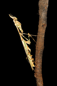 Cone-headed mantid on black, southern Africa.