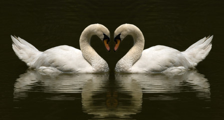 swan symbol of love