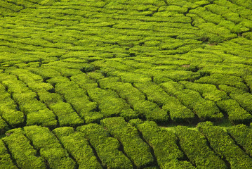 tea plantation texture