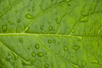 leaf with water dropplets
