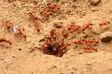 red ants