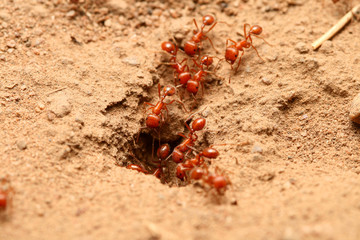 ants