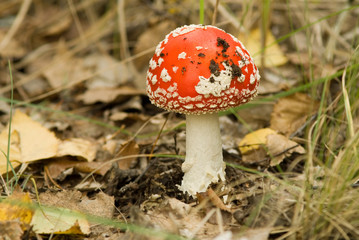 fly-agaric mushroom