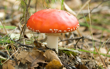 fly-agaric mushroom