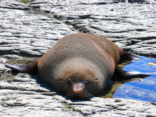 Seal