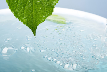 Naklejka na ściany i meble wet leaf as a wellness or health concept. with copy-space