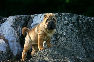 Shar pei jeune assis dans les rochers