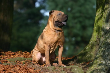 Shar pei assis en forêt