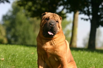 Shar pei assis à la campagne