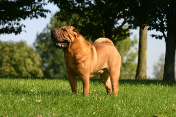 Shar pei à la campagne de profil © Dogs