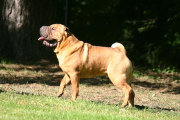 Shar pei à la campagne de profil © Dogs
