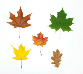 leaves maple