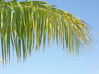 palme sous le soleil