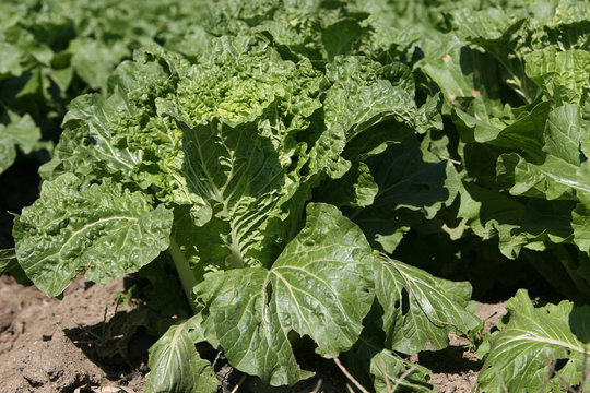 Chinese cabbage
