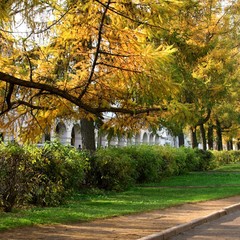 Autumn season. Alley in city park. Kostroma