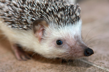 herisson