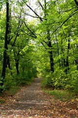 Autumn season. Path in fall forest